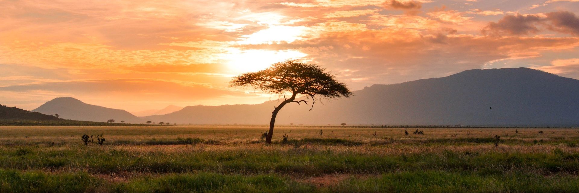 A photo of a lone tree in the middle of a grassy plain in Kenya