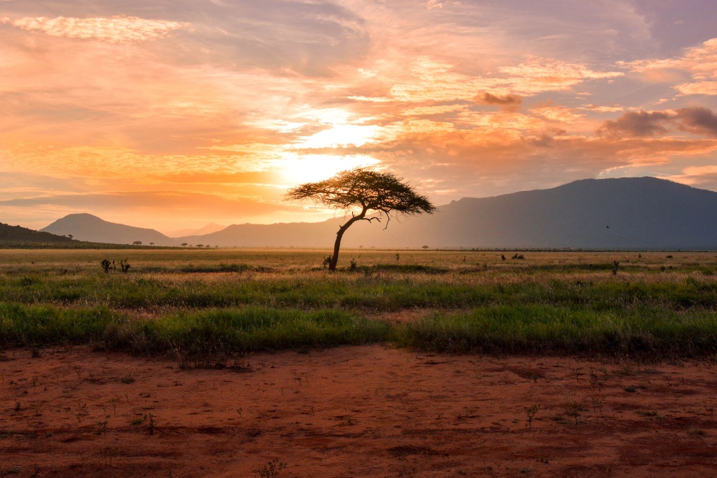 Tree in Kenyan plain with mountain in the background